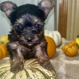 Girl 2 - Black and tan female Yorkshire Terrier puppy in Memphis, Tennessee from Ricketta’s Yorkie Babies