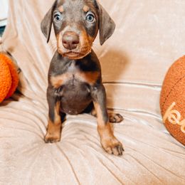 Doberman Pinscher Puppies from World of Dobies