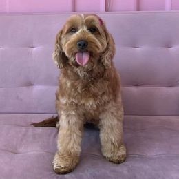 Holly - Goldendoodle