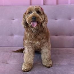 Holly - Goldendoodle