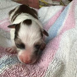 Dazzle - Sable merle and white female Shetland Sheepdog puppy in Kerville, Texas from Cedar Hill Kennels