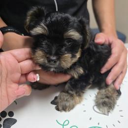 Boy 1 - Black and tan male Yorkshire Terrier puppy in San Diego, California from Rubiez Yorkiez