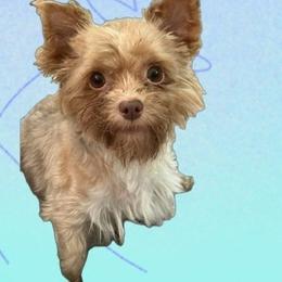 Grace - Yorkshire Terrier