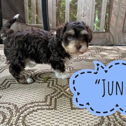 Havanese Puppies from Coco’s Puppies