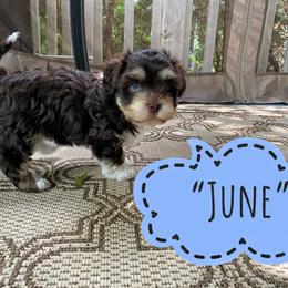 Havanese Puppies from Coco’s Puppies