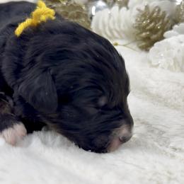 Wreath Cookie - Phantom male Bernedoodle puppy in Hegins, Pennsylvania from Bubbling Springs Doodles, LLC