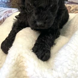 Belle - Black female Poodle puppy in Hartselle, Alabama from Phare Poodles