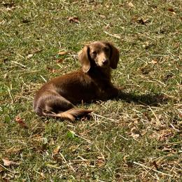 Merci - Dachshund