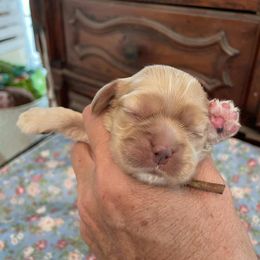 Girl 1 - female Cocker Spaniel puppy in Charleston, Tennessee from Nefer's Kennel