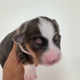 Boy 3 - Blue male Pembroke Welsh Corgi puppy in Clarksville, Tennessee from Cooler Farms Corgis