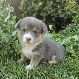 Girl 2 - female Pembroke Welsh Corgi puppy in Edwall, Washington from Lindsey's Pembroke Welsh Corgis