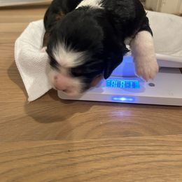 Bernedoodle Puppies from Palmetto Bernedoodles Boutique