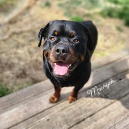 Mav - Rottweiler