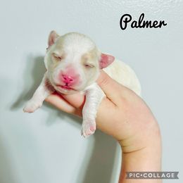 Maltese, Maltipoo, Poodle, and Yorkshire Terrier Puppies from Paw Perfect Pets