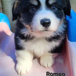 Romeo - Black and white male American Corgi puppy in Oak Harbor, Washington from Blackberry Hill Corgis