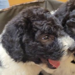 Goldendoodles, Labradoodles, and Poodles from Pee Dee Poodles & Doodles