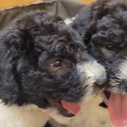 Goldendoodles, Labradoodles, and Poodles from Pee Dee Poodles & Doodles