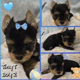 Boy 2 - Black and tan male Yorkshire Terrier puppy in Gatesville, Texas from Schultz Yorkies byGrace