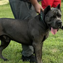 Cane Corso from Kyrell Johnson