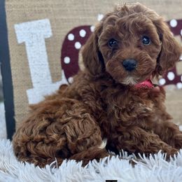 Cavapoos and Goldendoodles from FriendlyPals