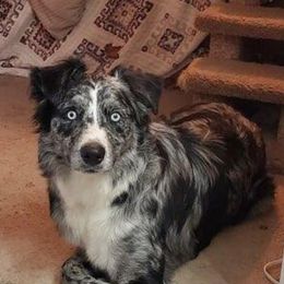 Australian Shepherds from Rocky Blue Australia shepherds