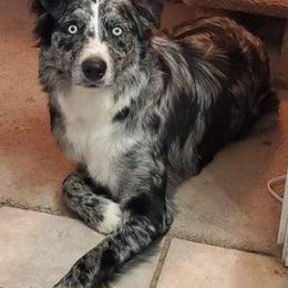 Australian Shepherds from Rocky Blue Australia shepherds