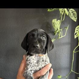 Orange - Black and white male German Shorthaired Pointer puppy in Queen Creek, Arizona from Switchback Kennels