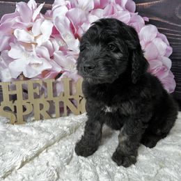Aussiedoodle Puppies from Soap Creek Kennels