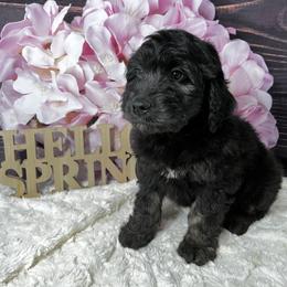 Aussiedoodle Puppies from Soap Creek Kennels