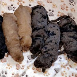 Goldendoodle Puppies from Vida’s Loving Doodles