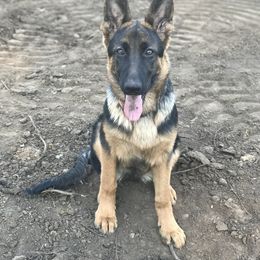 German Shepherd Puppies from Oregon German Shepherds