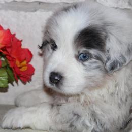 Lucky - Blue merle male Australian Shepherd puppy in Colorado Springs, Colorado from Rocky Mountain Aussies