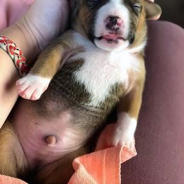 American Staffordshire Terrier Puppies from Liberty Am Staffs