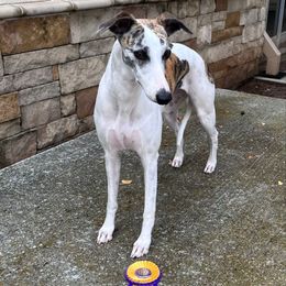 Jade - Whippet
