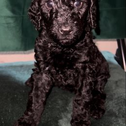 "Brienne - Black Female - May 2022 Game of Thrones Litter" Poodle Puppies from Almighty Poodles