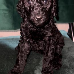 "Brienne - Black Female - May 2022 Game of Thrones Litter" Poodle Puppies from Almighty Poodles