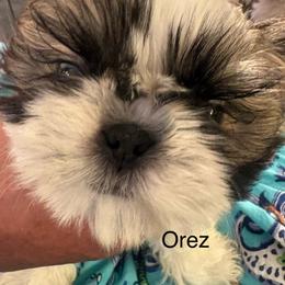 Orez - Gold and white male Shih Tzu puppy in Madras, Oregon from Maridee’s ShihTzu