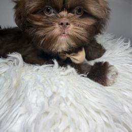 Royce - Liver male Shih Tzu puppy in Coolidge, Arizona from Shih Tzu’s  ‘N’ Love