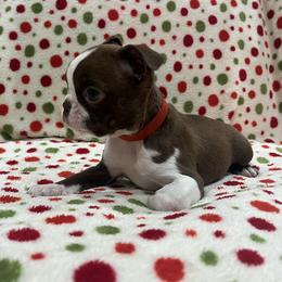 Birdie (red) - Red female Boston Terrier puppy in Hanover, Pennsylvania from Eastview Boston Terriers