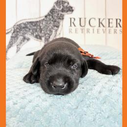 Orange Collar Black Male - Black male Labrador Retriever puppy in Gainesville, Georgia from Rucker Retrievers