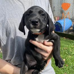 Mountain Cur Puppies from Walnut Ridge Mountain Curs