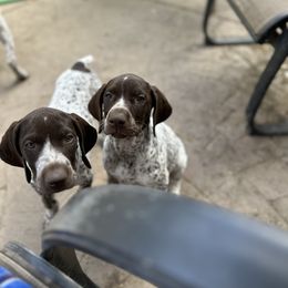 Adriel - Liver and white female German Shorthaired Pointer puppy in Fairfield, California from Von Lahrheim Shorthairs & Ermali Chis