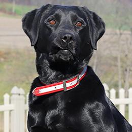 Labrador Retriever All Grown Up from Larke Lab Kennels