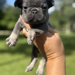 Blue and Tan Boy 2 - Blue male French Bulldog puppy in Pinehurst, Texas from Frenchies A La Mode