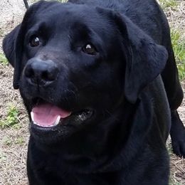 Labrador Retrievers from Island Sound Labradors