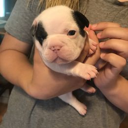 French Bulldog Puppies from Melissa Daly