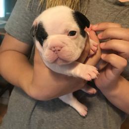 French Bulldog Puppies from Melissa Daly