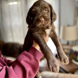 Double Doodle Puppies from Magnolia & Finn Doodles