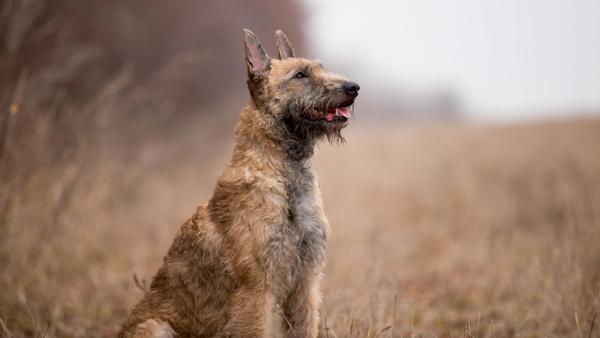 Find Belgian Laekenois puppies for sale near Virginia