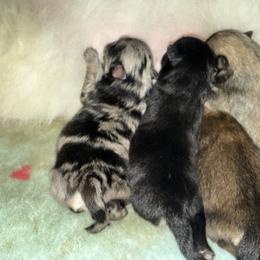 Boy 3 - Black male Pomeranian puppy in Sherman, Texas from Wynter Wonderland Poms